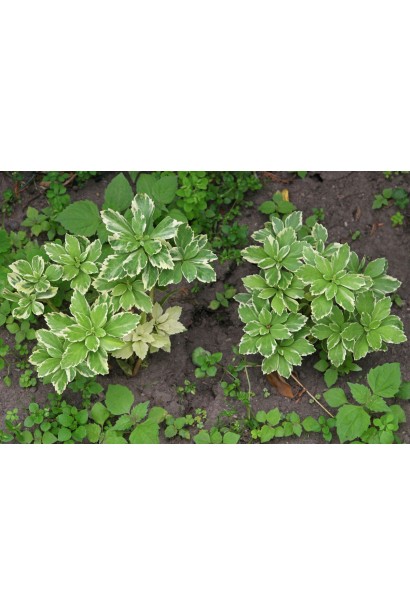 Листя Пахісандри верхівкової Variegata з нижньою кремовою облямівкою. 